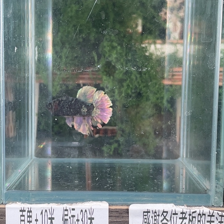 斗鱼活体不退不换谢谢