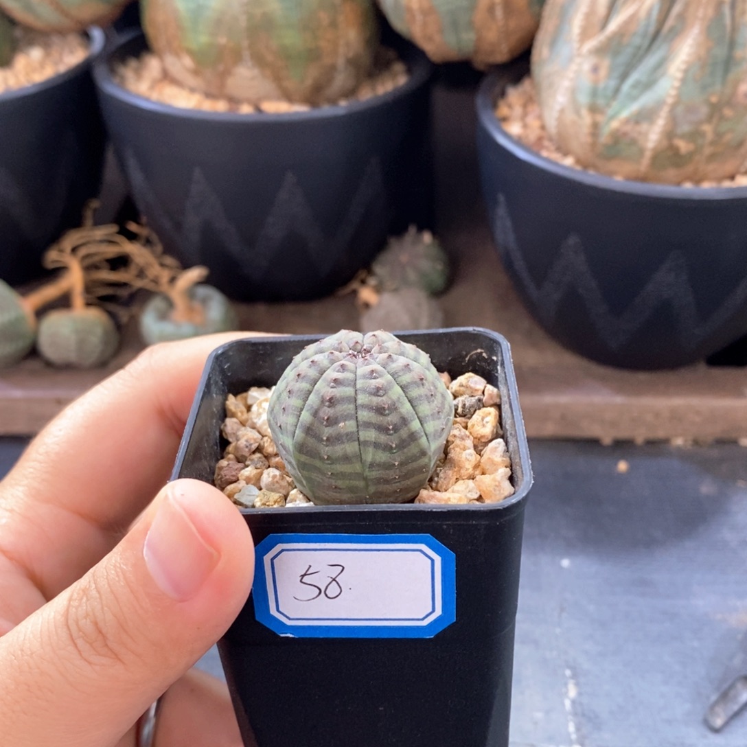 欧系实生布纹球一物一拍