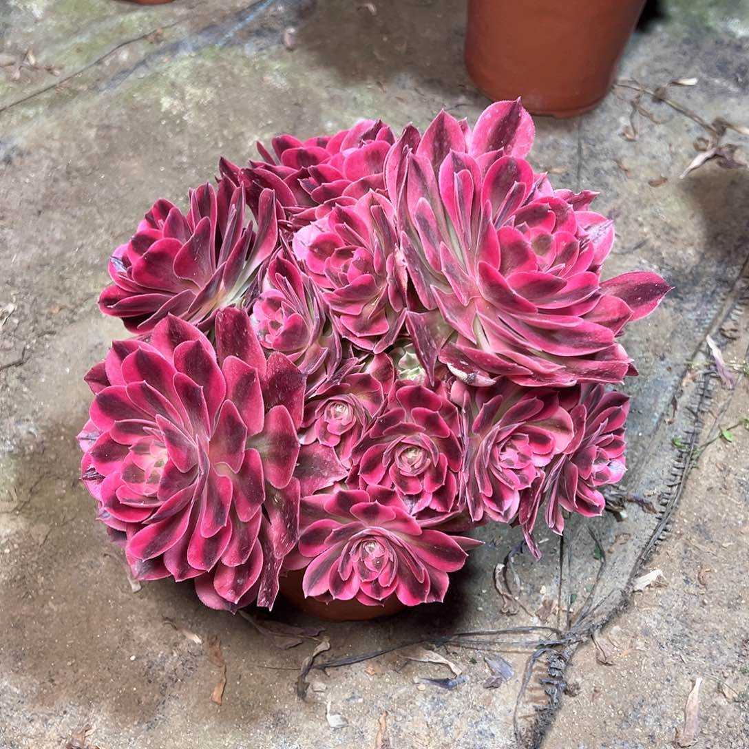 97多肉多肉多肉多肉多肉