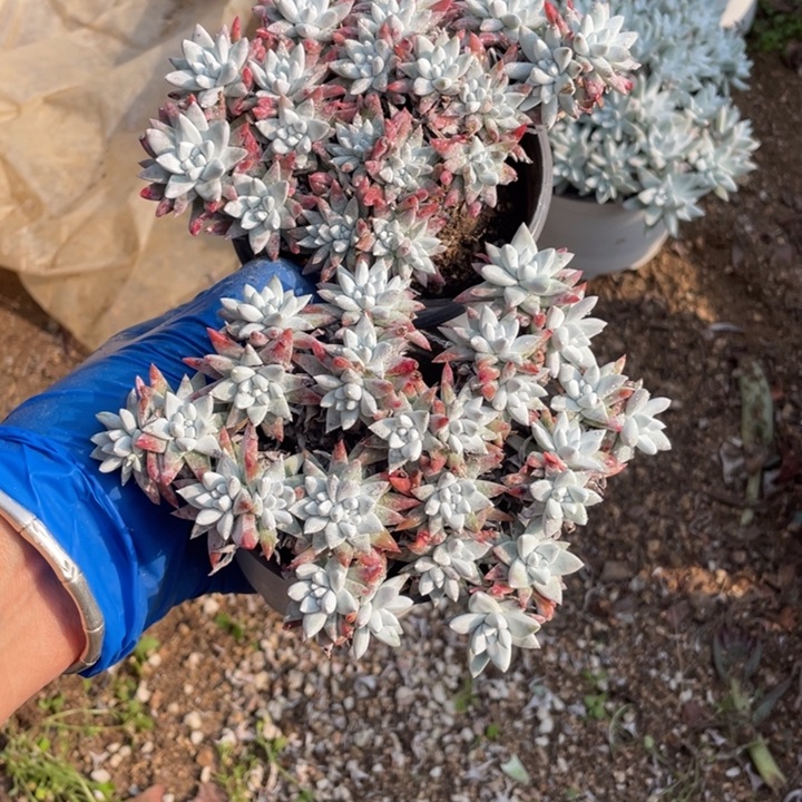 洋*770-771号白菊 2颗多肉