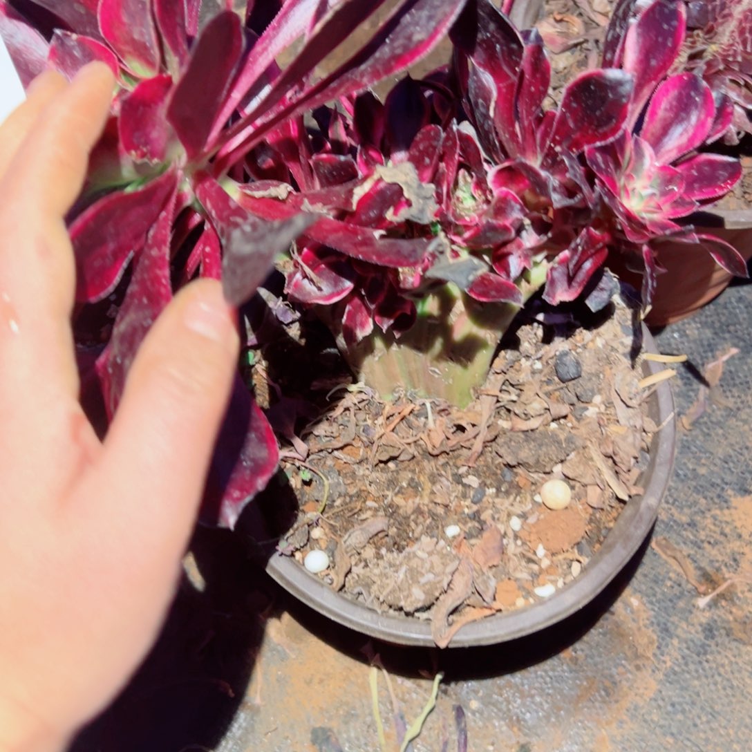 我1530 号多肉法师新年特价