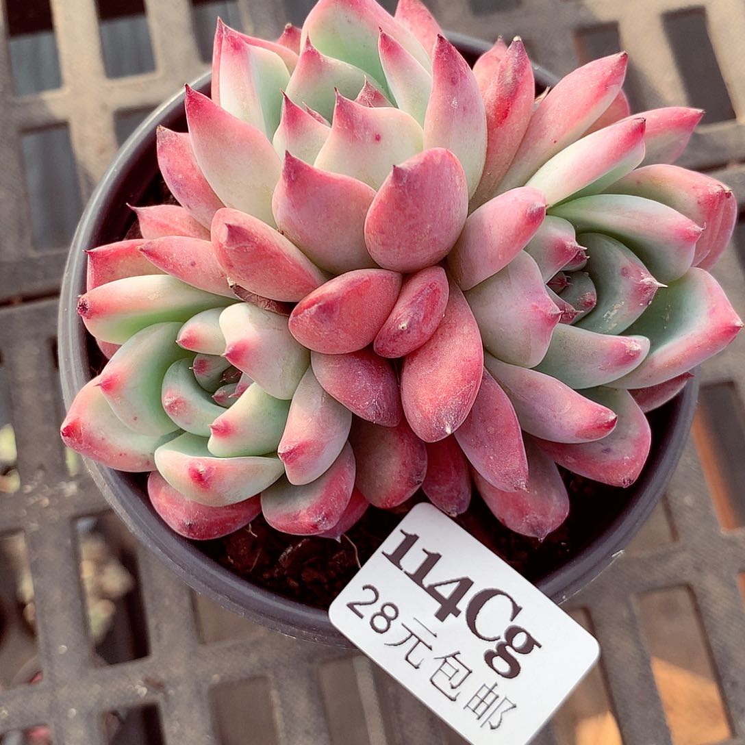 5厘米盆精控多肉114