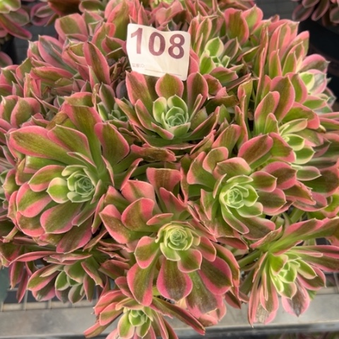 108白凤朵朵25厘米左右