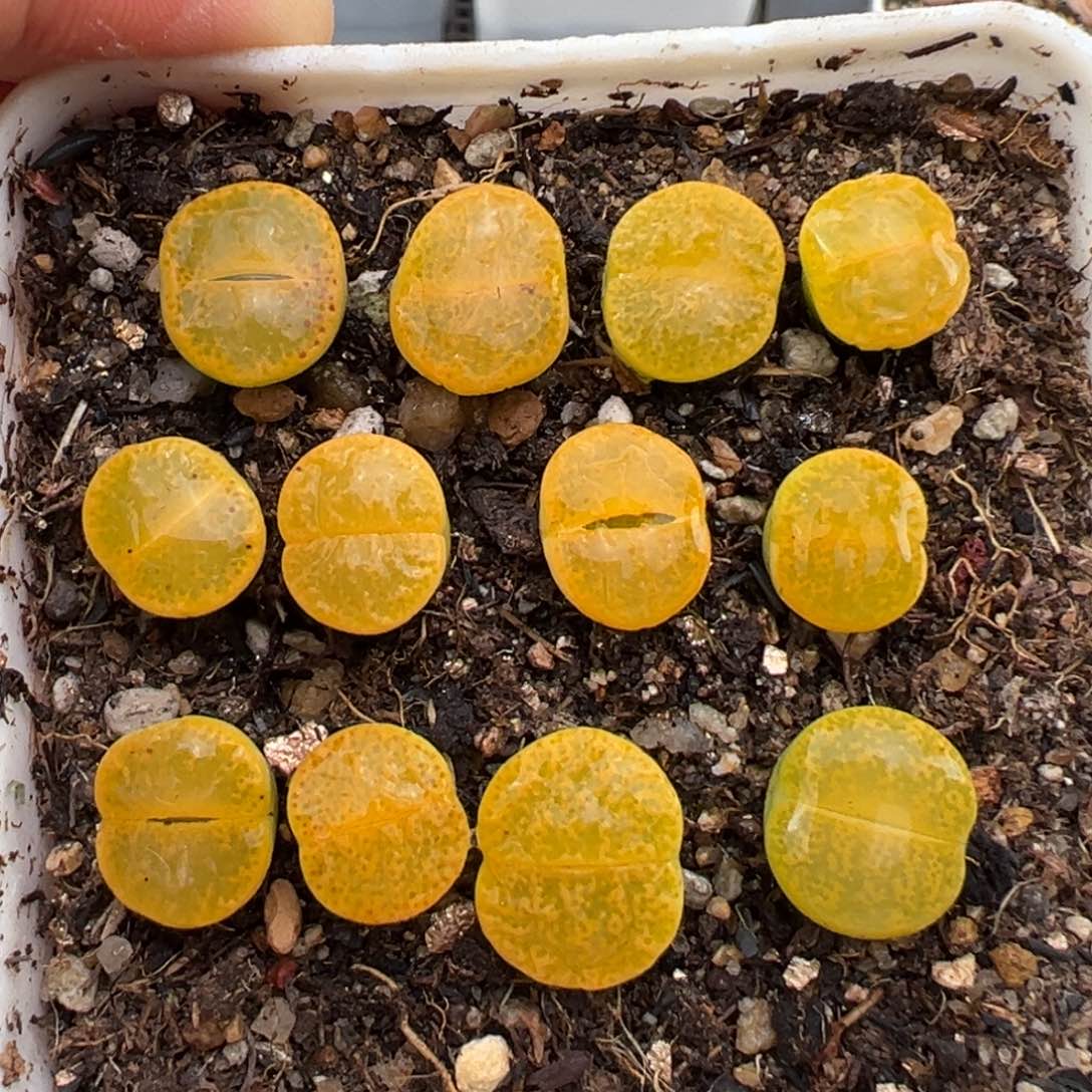 2.13好看的多肉398