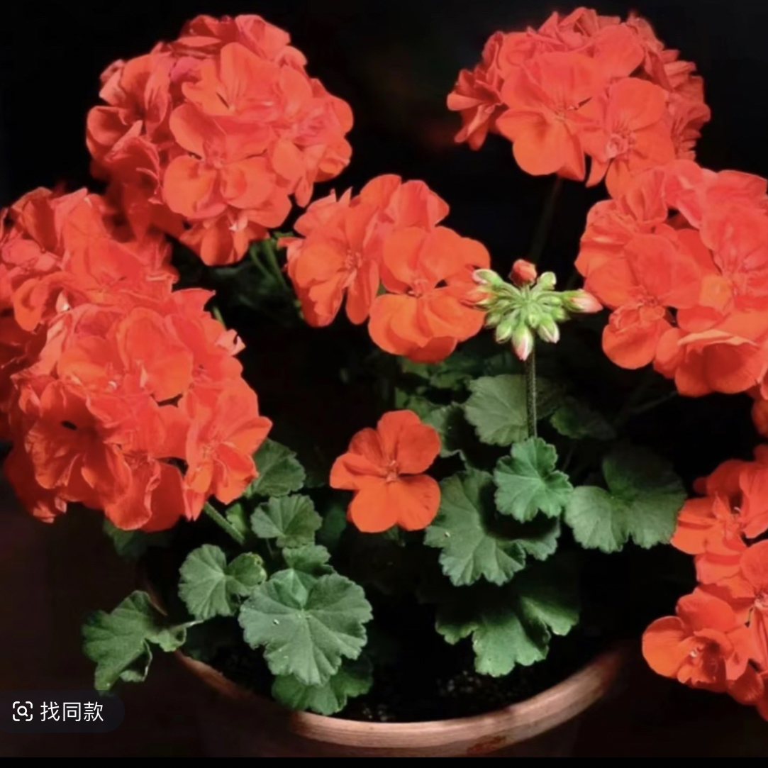 《橙色浪漫》天竺葵橙红色