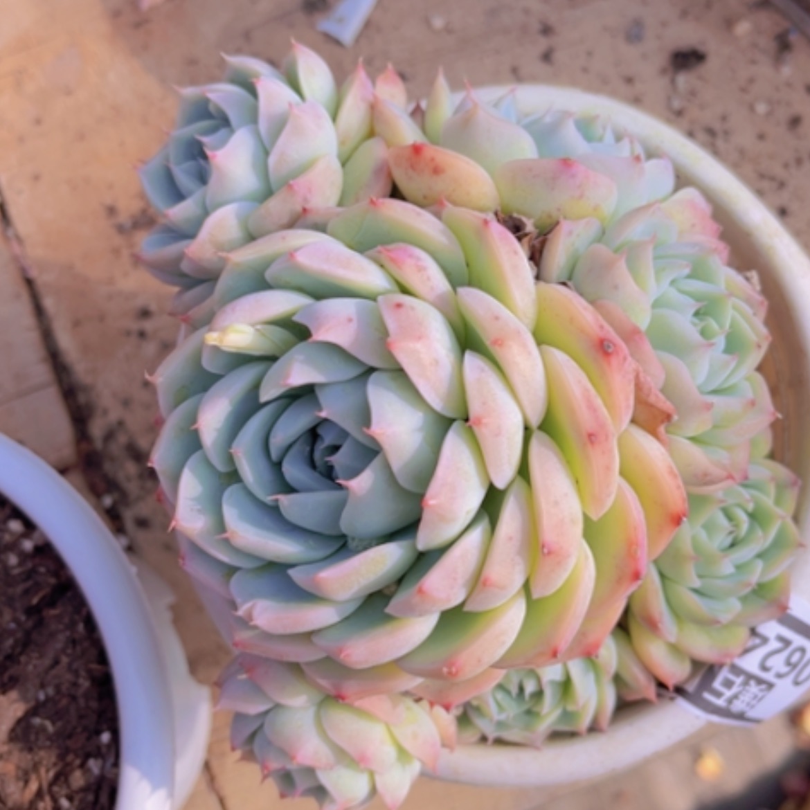 【闪购商品】粉水晶06243