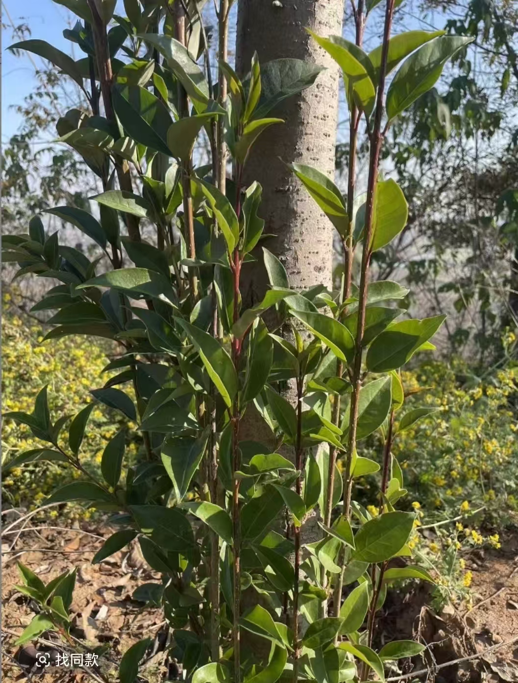 湖北恩施神农谷下血唐神农树叶