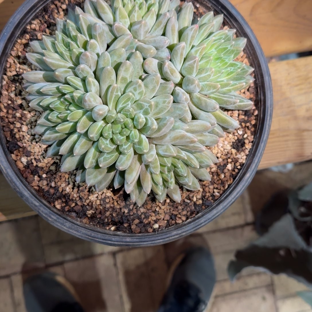 雨花石多肉植物链接