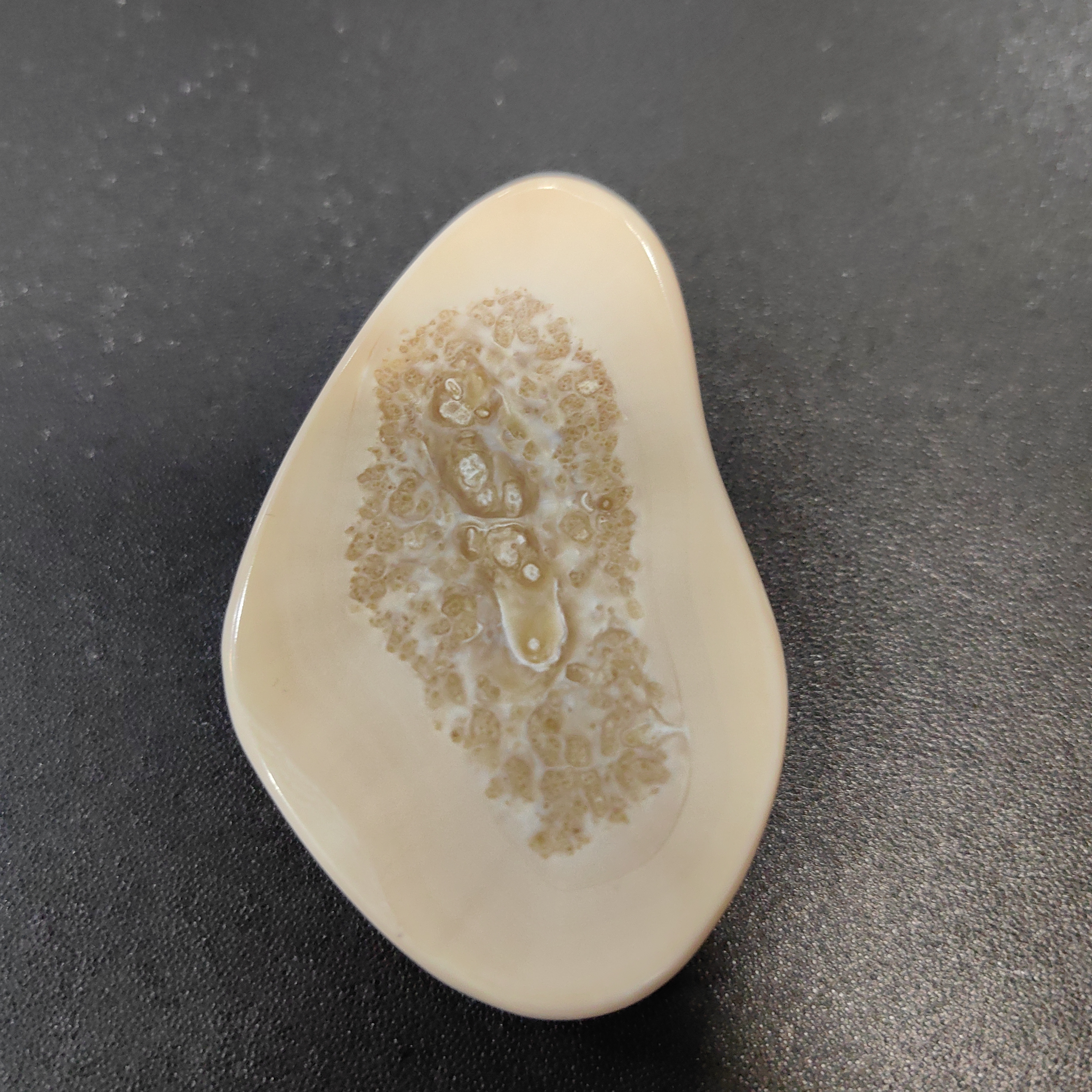 猛犸猛犸虬饼子 WW914