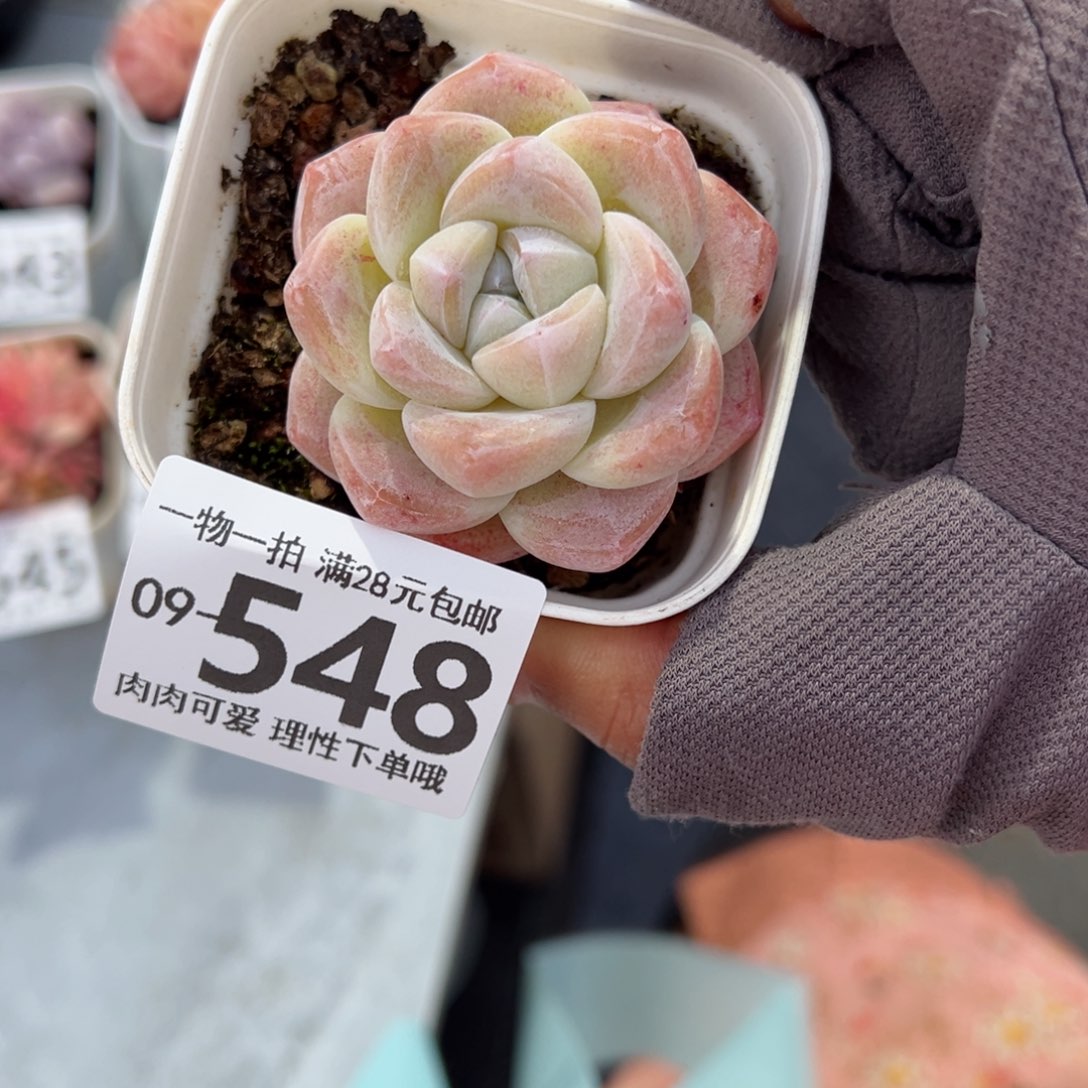 冰玉多肉多肉多肉多肉