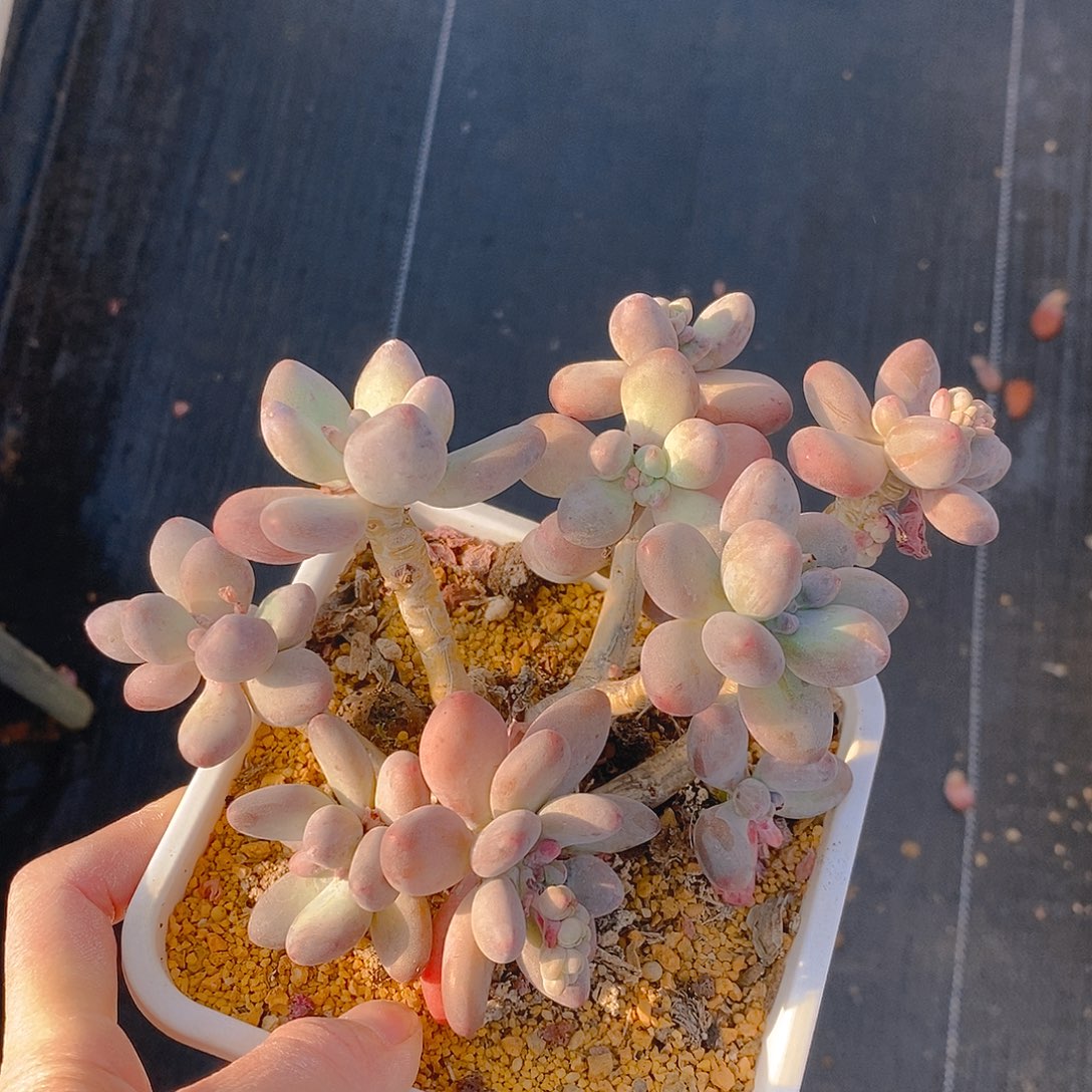 326多肉植物老桩