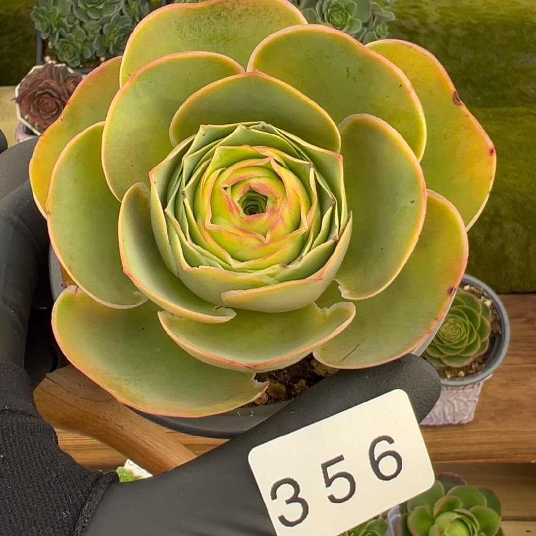 356禧桃优选8厘米