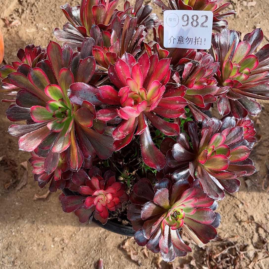 无花朵多肉植物982