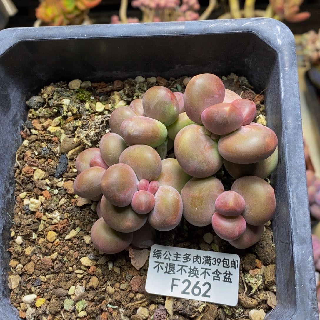 262芒果奶kk奶多肉7c m