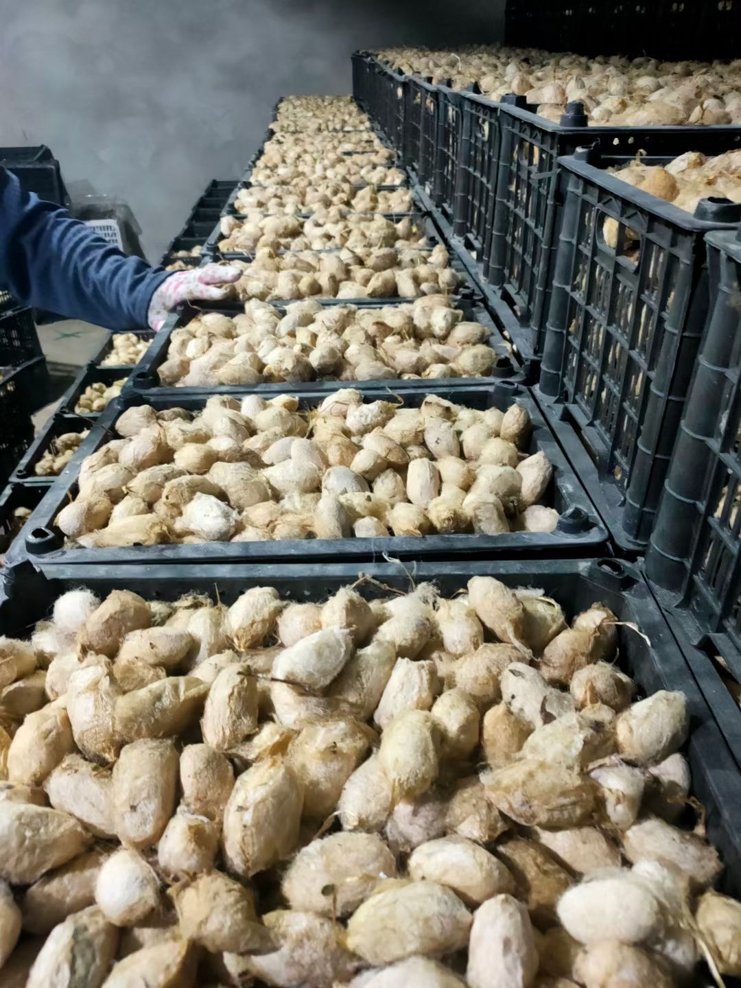 带壳蚕蛹回家自己扒壳