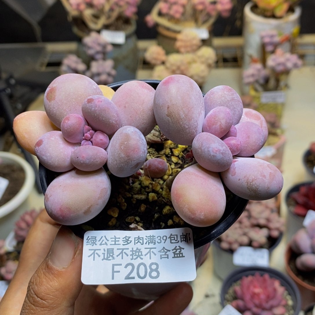 208蛋黄奶多肉7c m