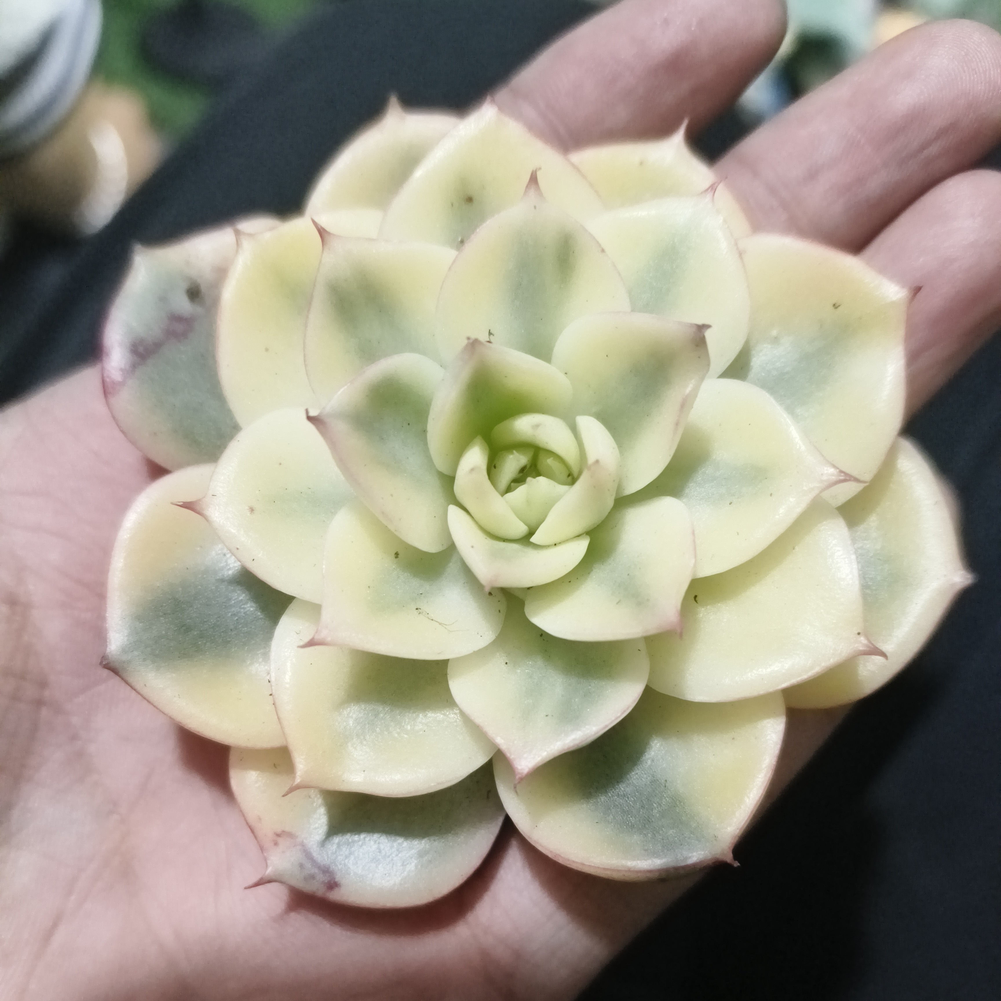 斗牛士锦福利价多肉植物