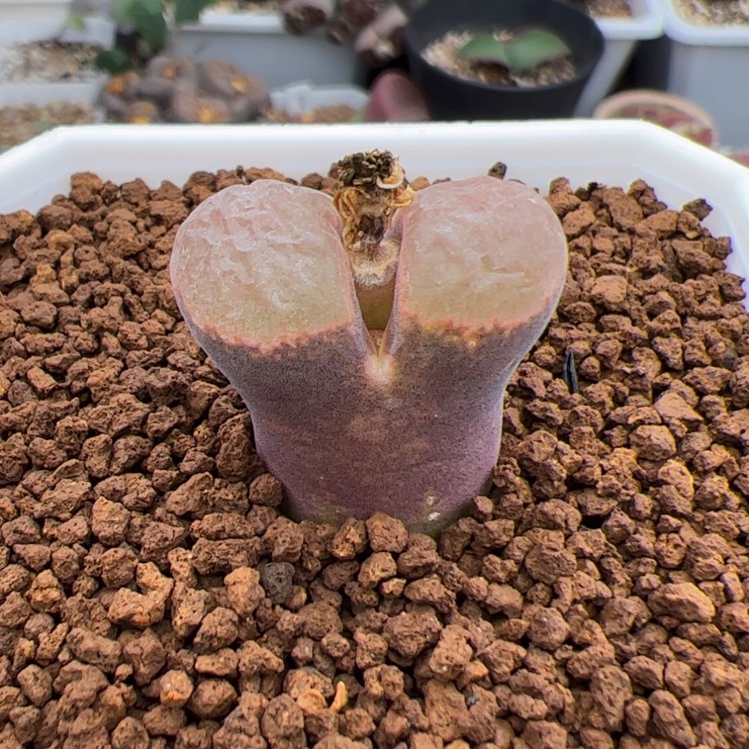 0393号风铃 多肉植物