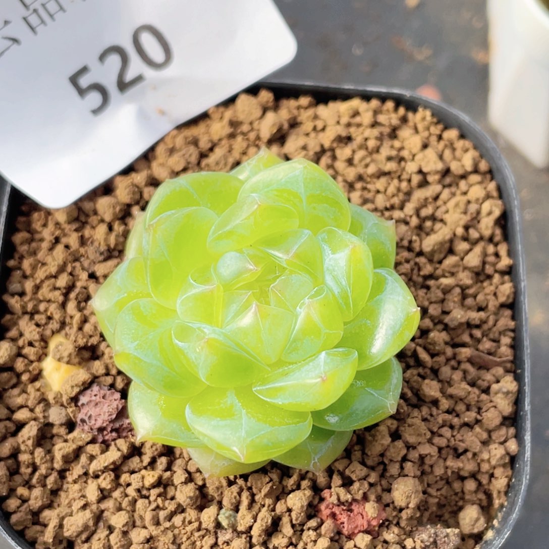 520号糖心冰心珍妮