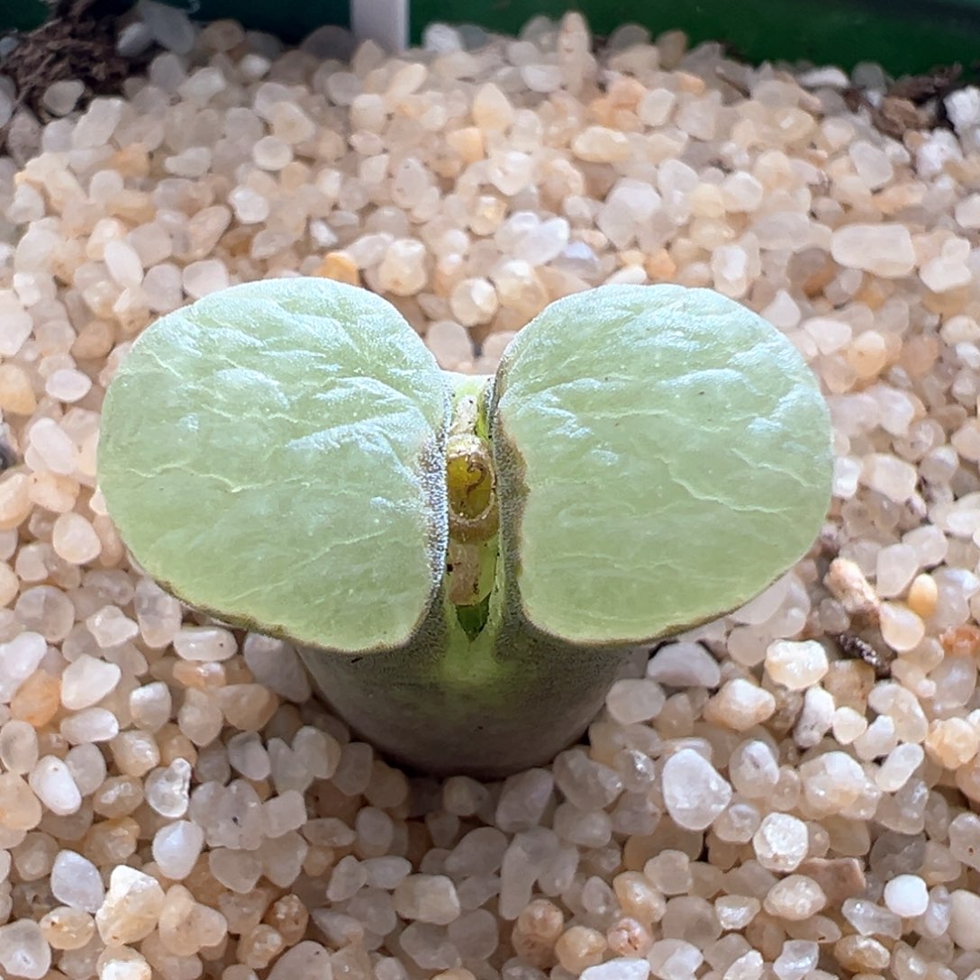 653优选1917banke磁铁单头