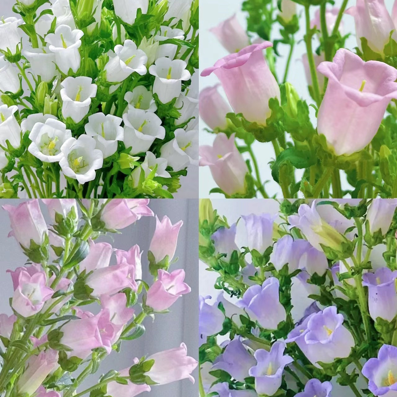 【买一送一】混/粉/紫风铃  铃儿响叮当  爆花神器   云南鲜花