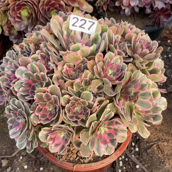 无花朵227多肉植物男神