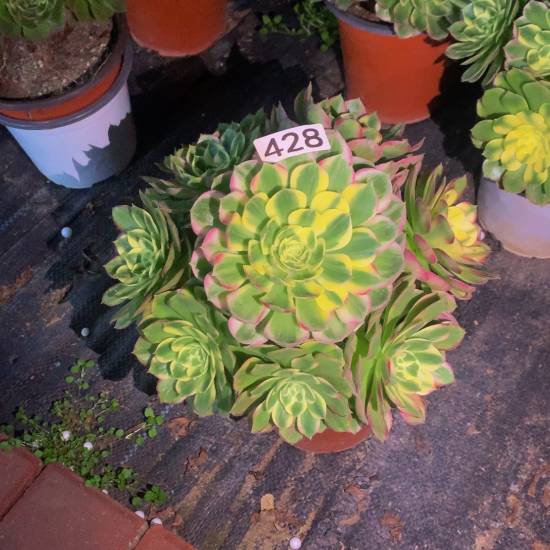 彼***爱无花朵4280000000