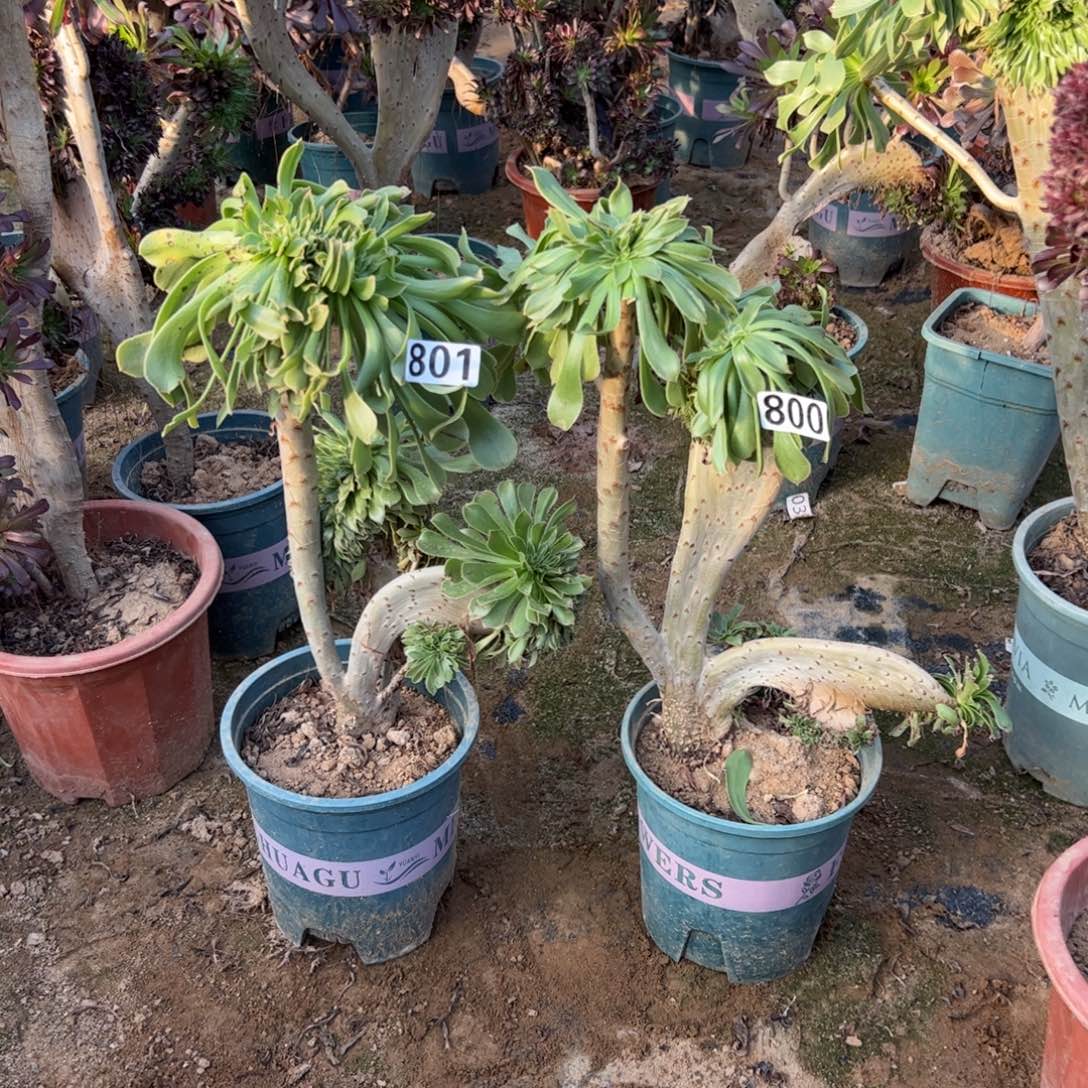 有伤两颗原始绿800.801高度37