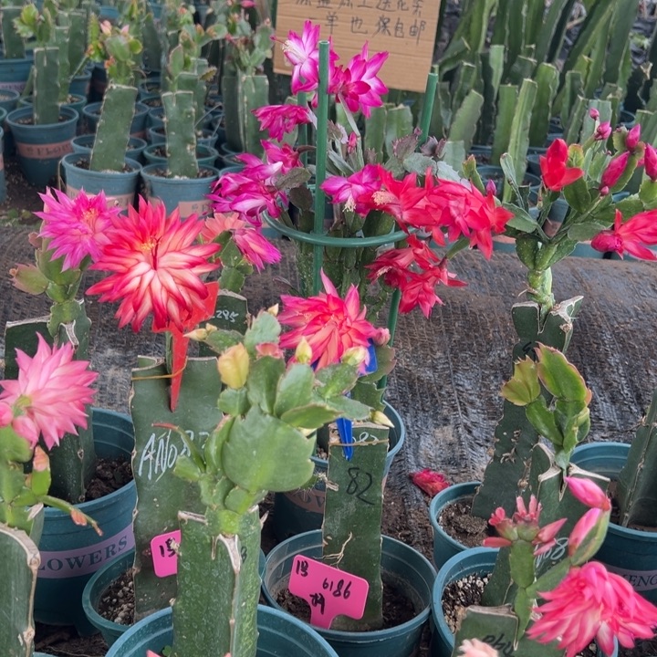 28号037黄色花朵00000