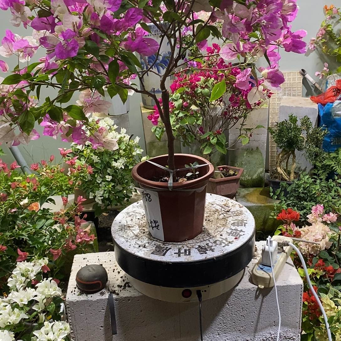 大部分花苞少量开放