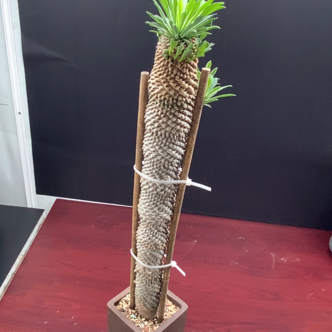 铁甲麒麟多肉植物