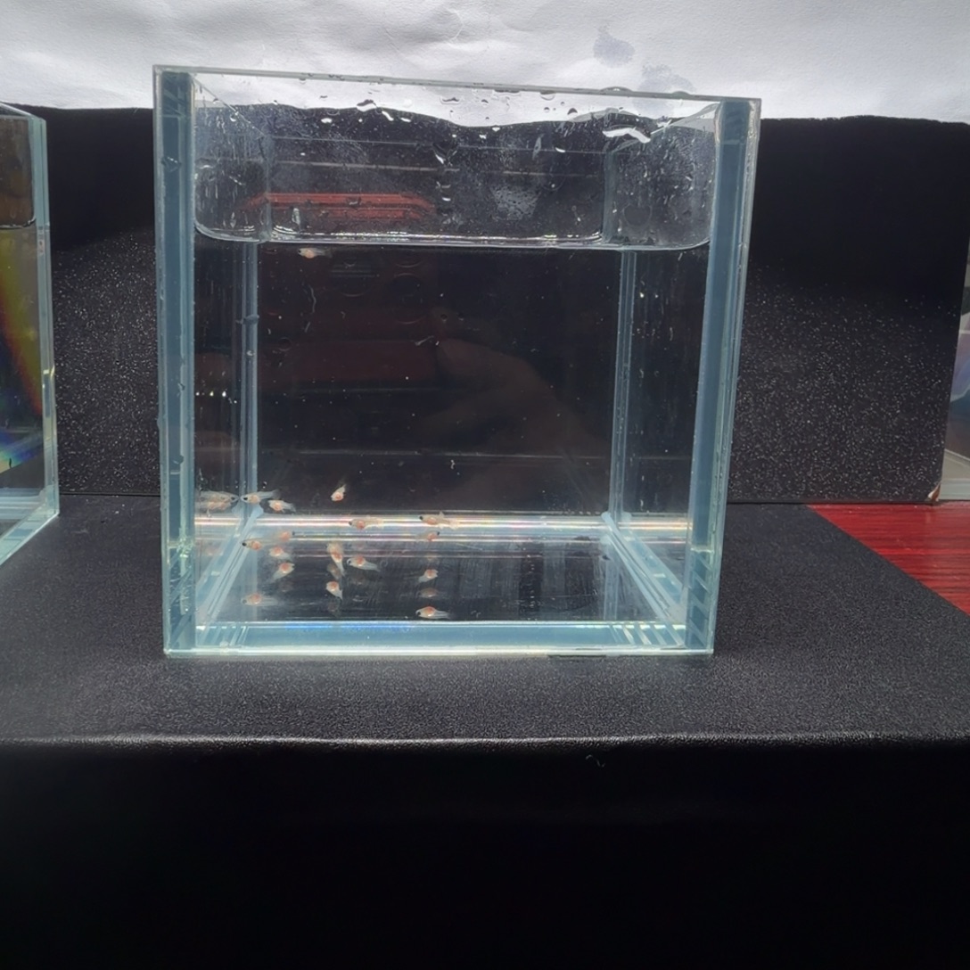 孔雀鱼红头苗子一周10条