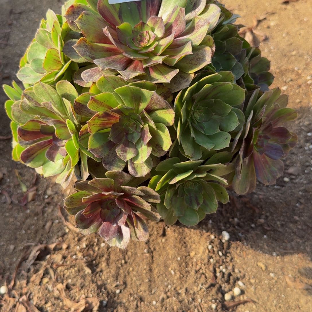 211花月夜。多肉植物