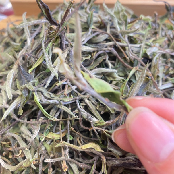 大荒荒野牡丹白2024年荒野牡丹老树荒野白牡丹管阳高山福鼎白茶