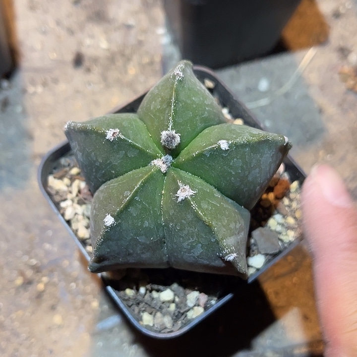 满38包邮2天凑单，脱土晾根发货多肉植物