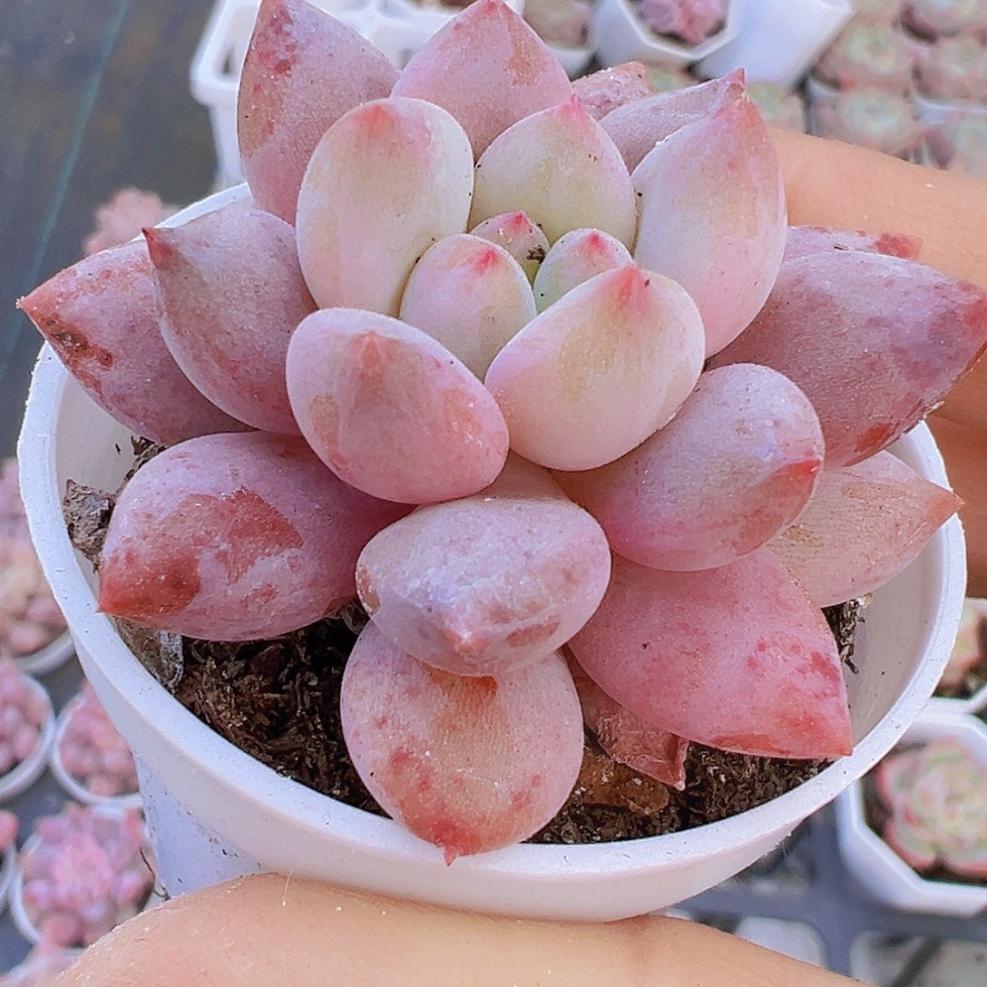 5厘米盆半夏19包邮