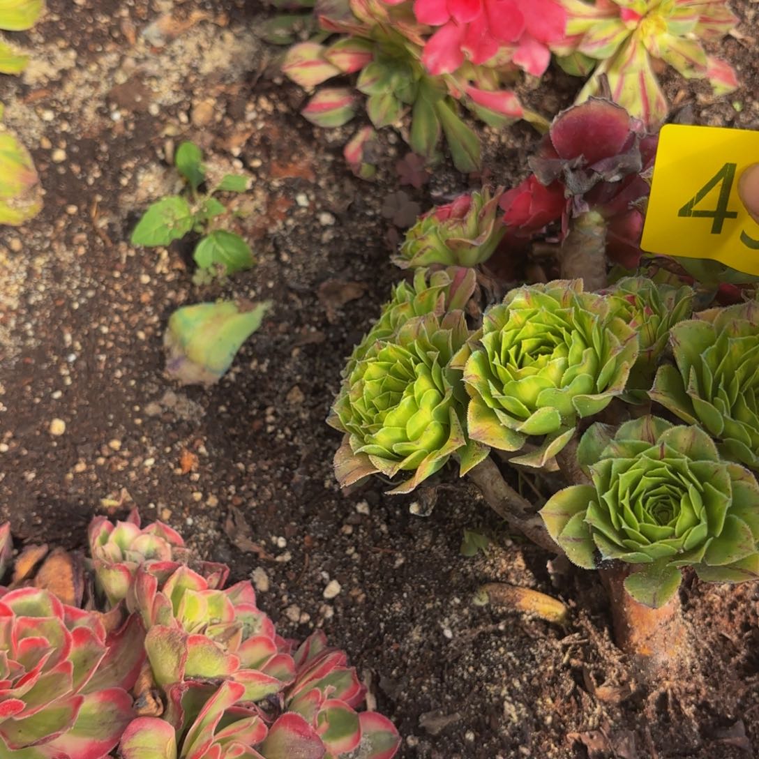 王***滔哈哈多肉葡萄福利来494