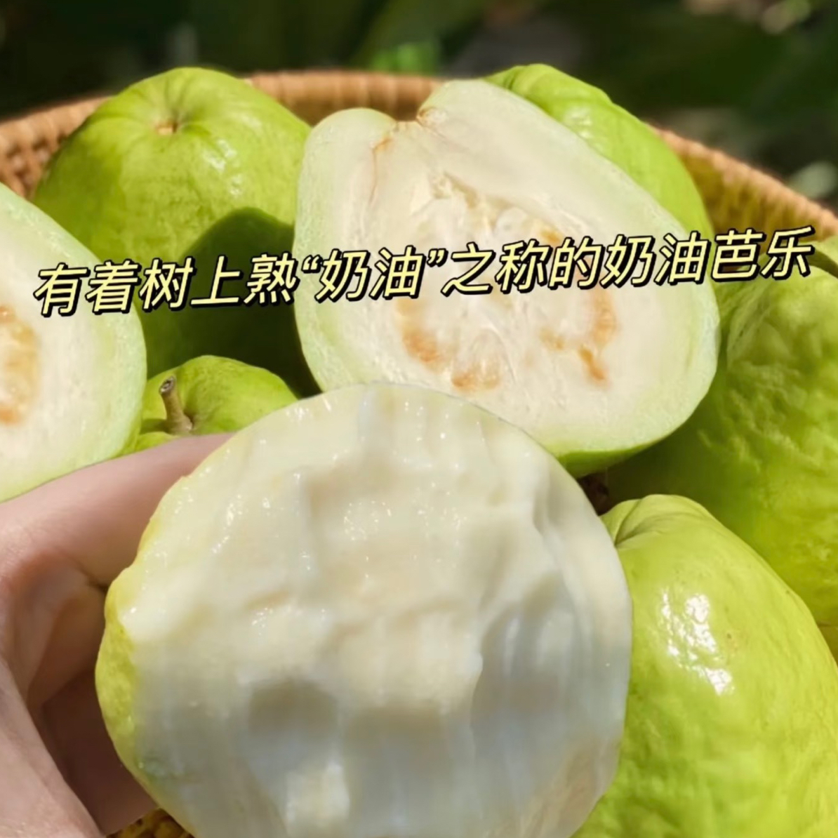 双拼早餐芭乐4-6颗顺丰包邮水果