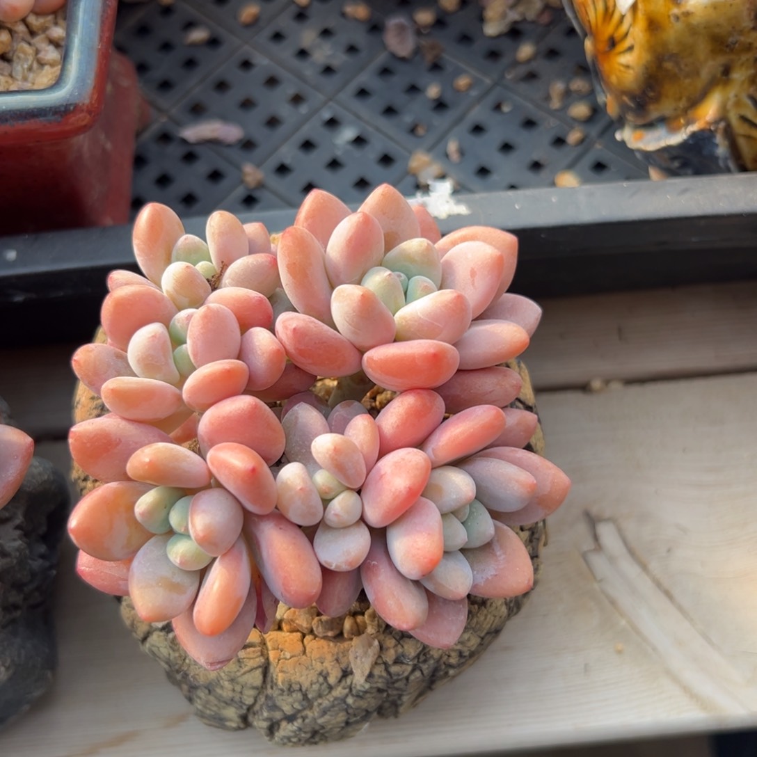 红洛神特价111111111111