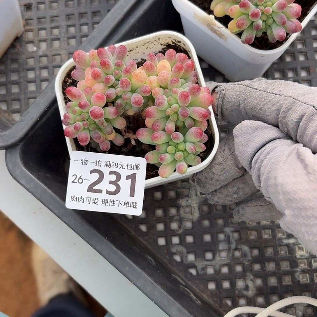 雪晃星缀无盆土发货无