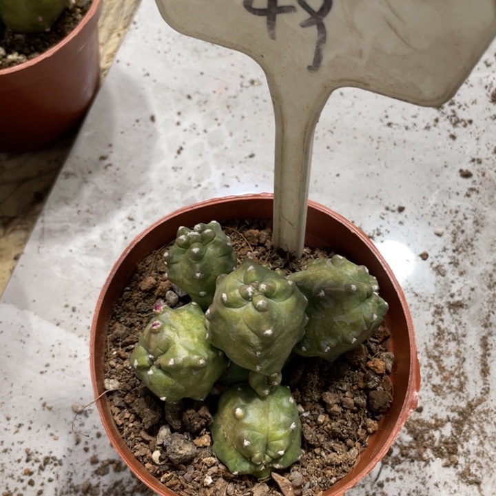 橙桃多头新品一物一拍49