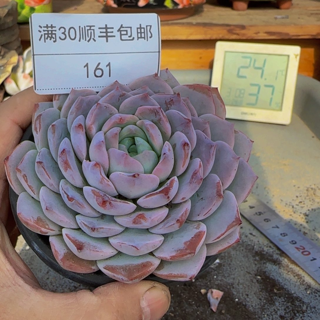 161恩宠多肉单头9cm