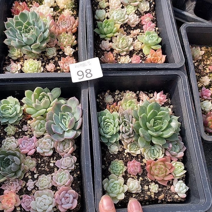 98 多肉植物盆栽花卉