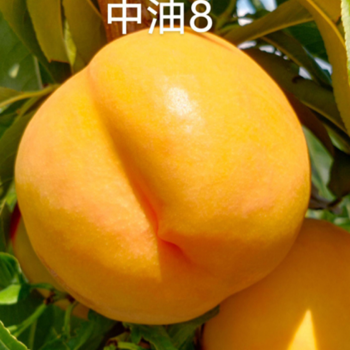 小夏苗木 八月中旬成熟 黄金中油8号 油桃南北方嫁接水果树苗