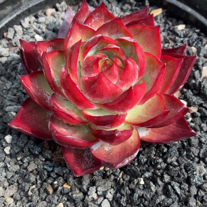 多肉植物惊鸿仙子