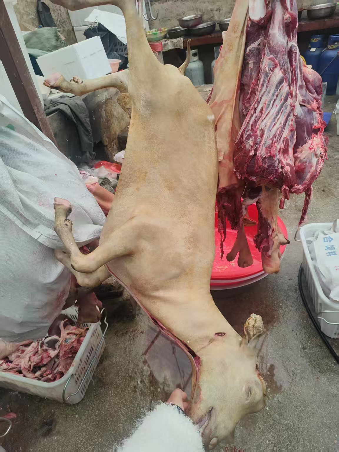 【一整只发货】贵州六盘水本地小耳朵黑山羊现宰现发羊肉味道纯正