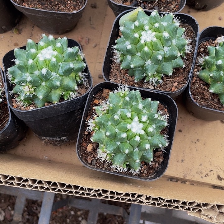 雪糕仙人球带盆土发