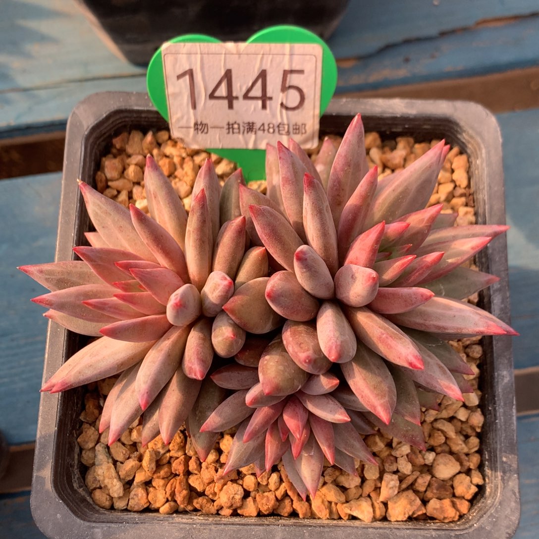 虞美人羽毛纹开播福利1445