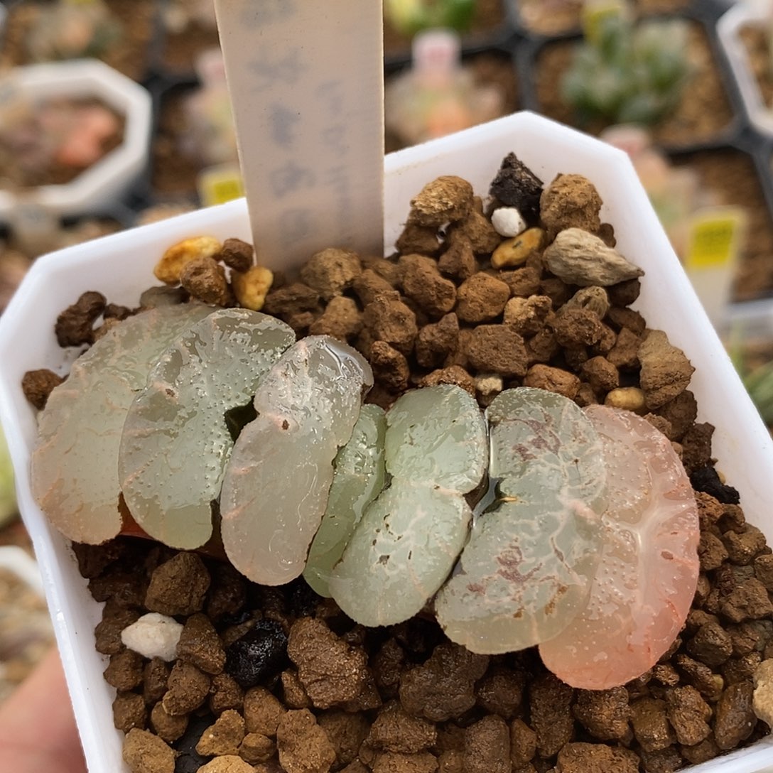 87旷月玉扇一物一拍