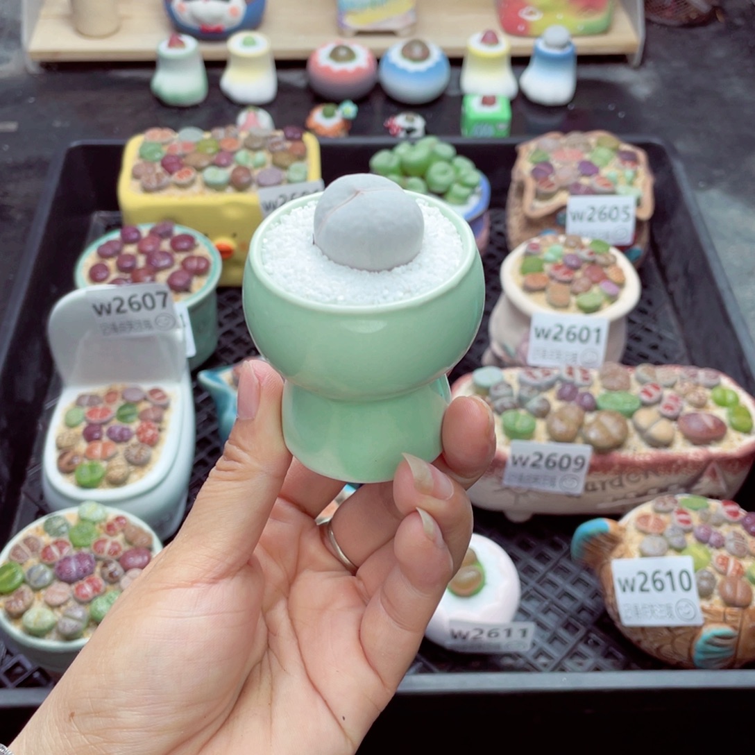 w2614 带盆土发货一物一拍